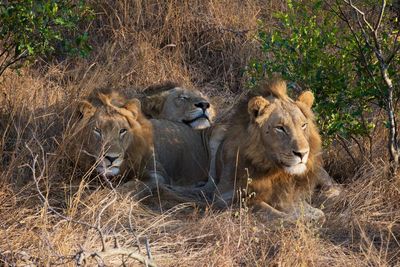 View of a lion