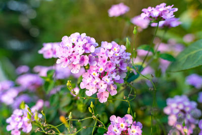 Close-up of pink flowering plant