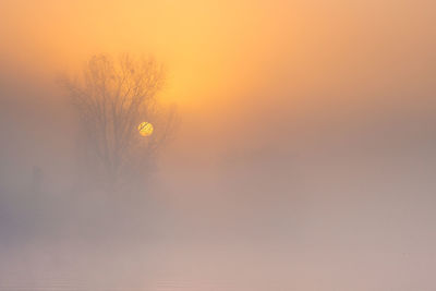 Silhouette trees against sky during sunset