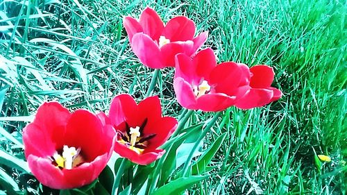 Close-up of red tulips blooming in field