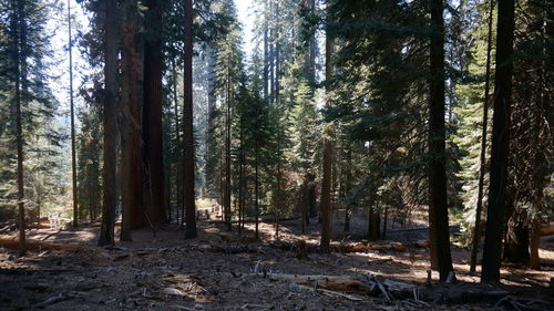 Trees in forest