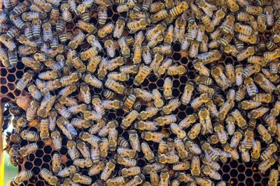 Close-up of bee on water