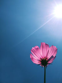 Close-up of pink flower against sky