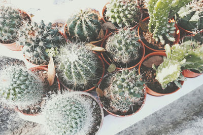 High angle view of succulent plants in pot