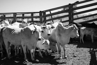 View of cows standing by railing