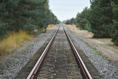 Surface level of railway tracks along trees