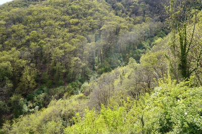 High angle view of pine trees in forest