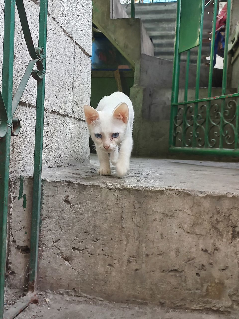 mammal, animal themes, animal, one animal, domestic animals, pet, architecture, no people, day, built structure, dog, canine, building exterior, portrait, looking at camera, cat, wall - building feature, outdoors