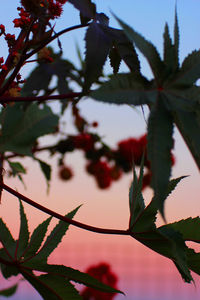 Low angle view of plant against sky