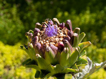 Close-up of purple flowering plant