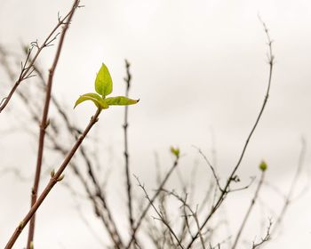 Close-up of flower buds growing on branch