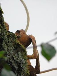 Low angle view of squirrel perching on tree against sky