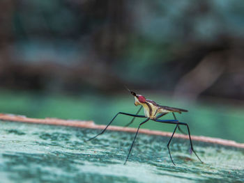 Close-up of insect