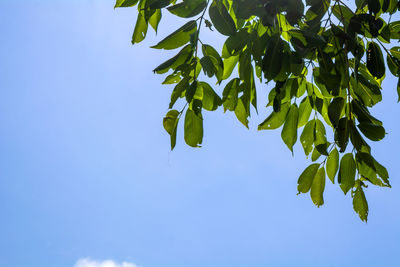 Low angle view of leaves against sky