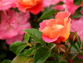 Close-up of pink rose