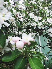 Close-up of white blossom tree