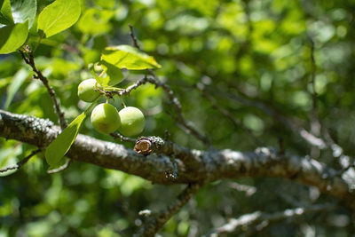 Close-up of berries growing on tree