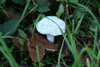 Close-up of plant growing on field