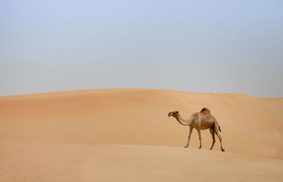 Camel standing in desert against clear sky