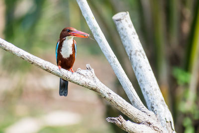 White-throated kingfisher eating