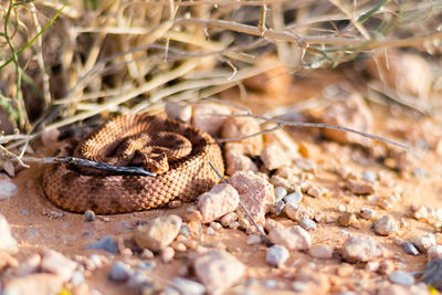 Rattlesnake in the wild