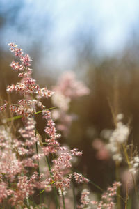 Close-up of pink flowering plant