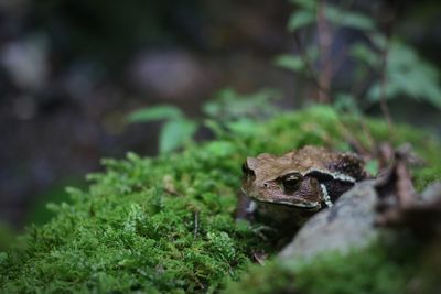 Close-up of frog on land