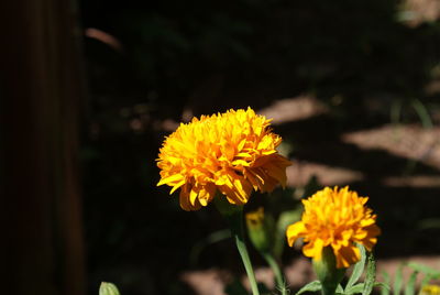 Close-up of yellow flower