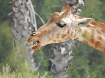 Close-up of giraffe