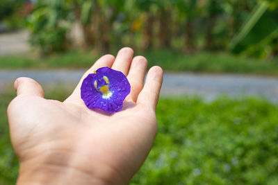 Close-up of hand holding purple leaf