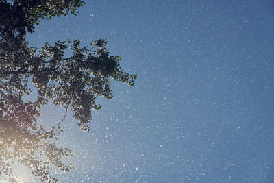 Low angle view of tree against clear sky at night