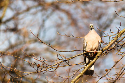 Low angle view of bird perching on branch