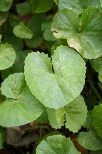 Close-up of water drops on plant