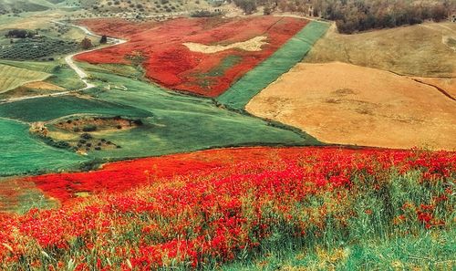 View of red flowers