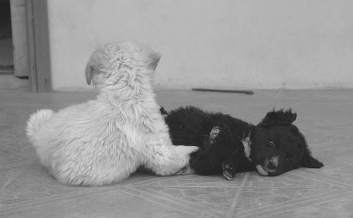 Dog sitting on floor