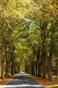 Road amidst trees