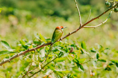 Chestnut-headed