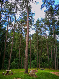 Trees in forest against sky