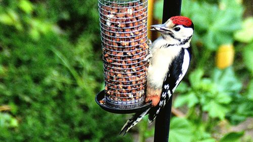 Close-up of bird perching on feeder