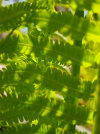 Close-up of fern leaves on tree