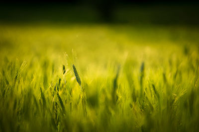 Close-up of wheat field