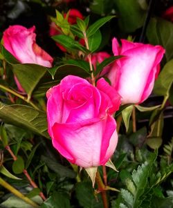 Close-up of pink rose blooming outdoors