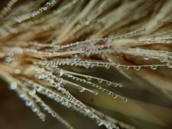 Extreme close up of food