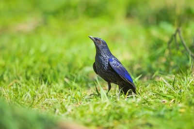 Close-up of a bird on grass