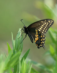 Close-up of butterfly pollinating flower