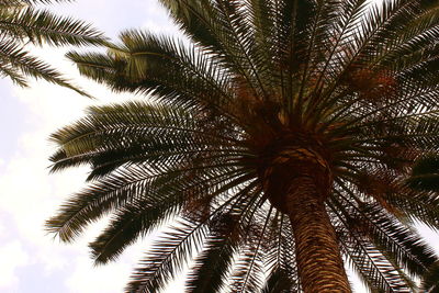 Low angle view of palm tree against sky