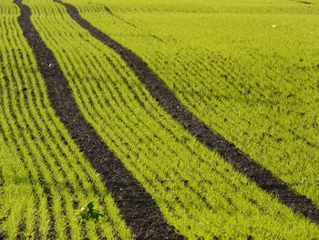 Scenic view of field