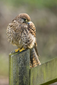 Close-up of owl perching outdoors