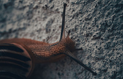 Close-up of snail on wall