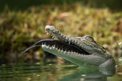 Close-up of crocodile eating fish